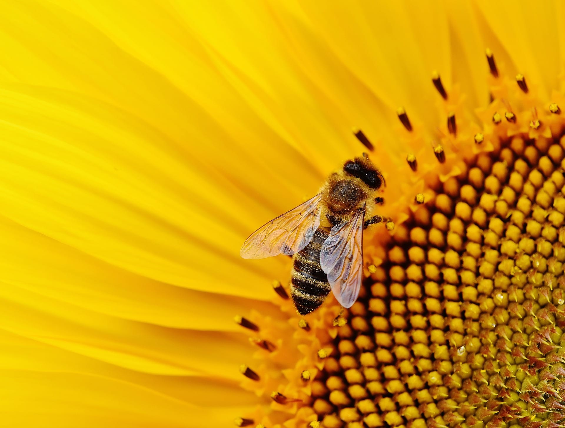 AI Robot Bees Will Make Honey: Mr. Mohan Leela Shankar Predicts